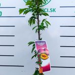 Marhuľo-slivka (Prunus hybrid) ‘SHARKY BLACK’- výška 110-130 cm, kont. C7L, stredne skorá